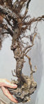 93cms GIANT GOLDEN BLACK Coral Peru Natural Branch Sea Genuine for Pendant Beads Jewelry Cabochon
