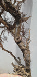 93cms GIANT GOLDEN BLACK Coral Peru Natural Branch Sea Genuine for Pendant Beads Jewelry Cabochon