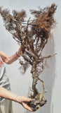 93cms GIANT GOLDEN BLACK Coral Peru Natural Branch Sea Genuine for Pendant Beads Jewelry Cabochon
