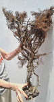 93cms GIANT GOLDEN BLACK Coral Peru Natural Branch Sea Genuine for Pendant Beads Jewelry Cabochon