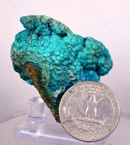 4.7cm CHRYSOCOLLA MALACHITE BROCHANTHITE AZURITE ROUGH BANDED  PERU MINERAL SPECIMEN X68