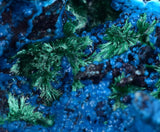 6.2cm CHRYSOCOLLA MALACHITE BROCHANTHITE AZURITE ROUGH BANDED  PERU MINERAL SPECIMEN X70