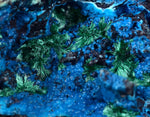 6.2cm CHRYSOCOLLA MALACHITE BROCHANTHITE AZURITE ROUGH BANDED  PERU MINERAL SPECIMEN X70