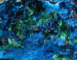 6.2cm CHRYSOCOLLA MALACHITE BROCHANTHITE AZURITE ROUGH BANDED  PERU MINERAL SPECIMEN X70