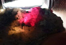 Load image into Gallery viewer, 3.3cms RUBY CRYSTAL MATRIX CORUNDUM NATURAL ROUGH RED MINERAL SPECIMEN T174
